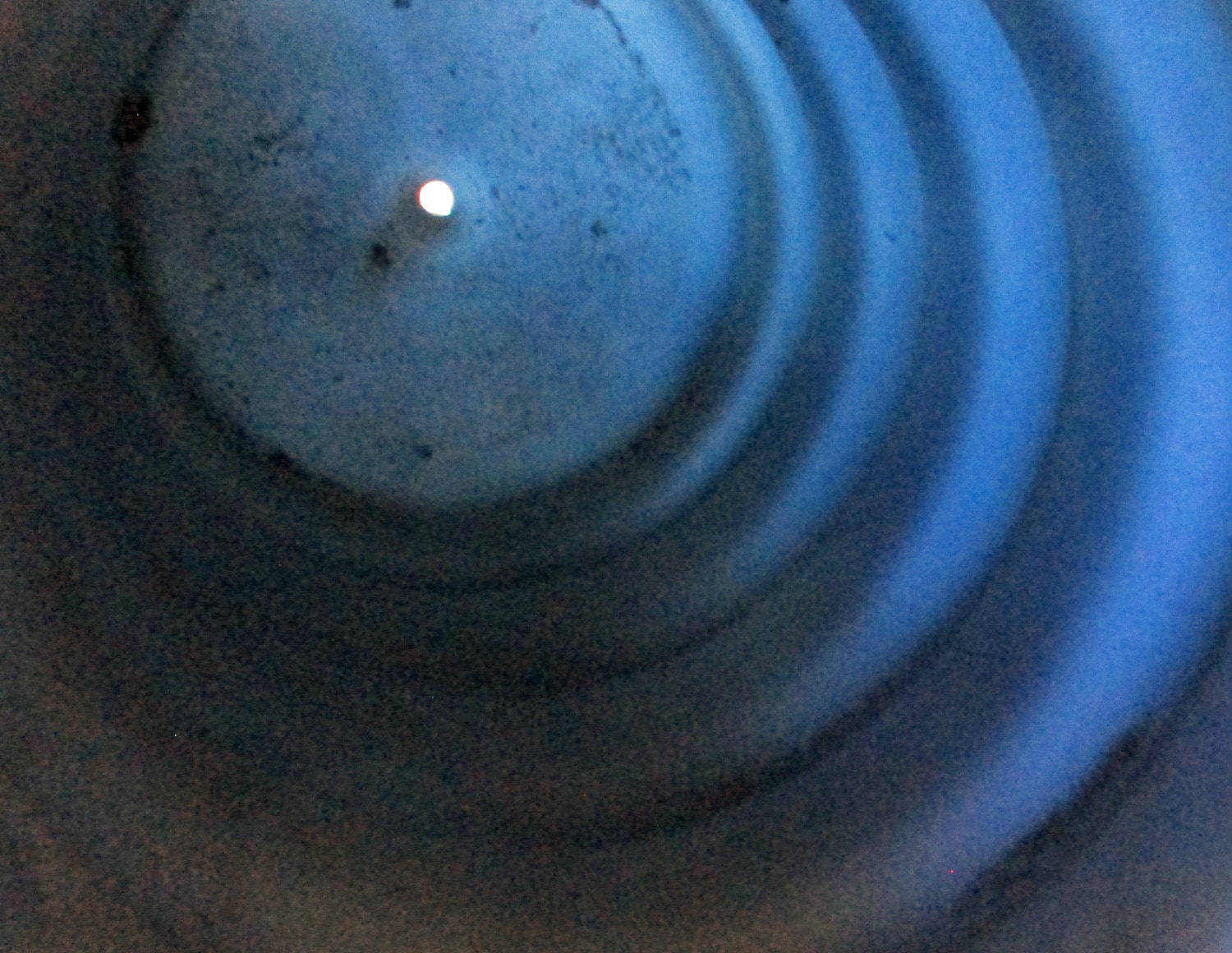Trap, Blue Plastic, 7 1/8"OD 6 Trap, Blue Plastic, 7 1/8"OD - Image 4